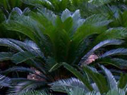 See commonly used plants in Jacksonville landscapes