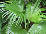 Chinensis Fan Palm