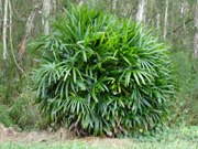 See commonly used plants in Jacksonville landscapes